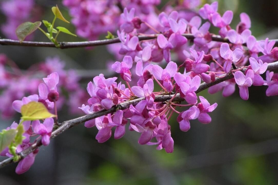 #28. Eastern redbud